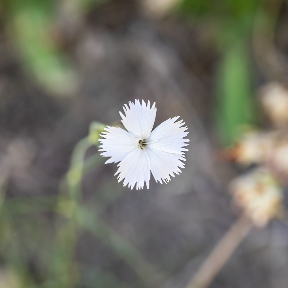 Forum Dianthus (5).jpg