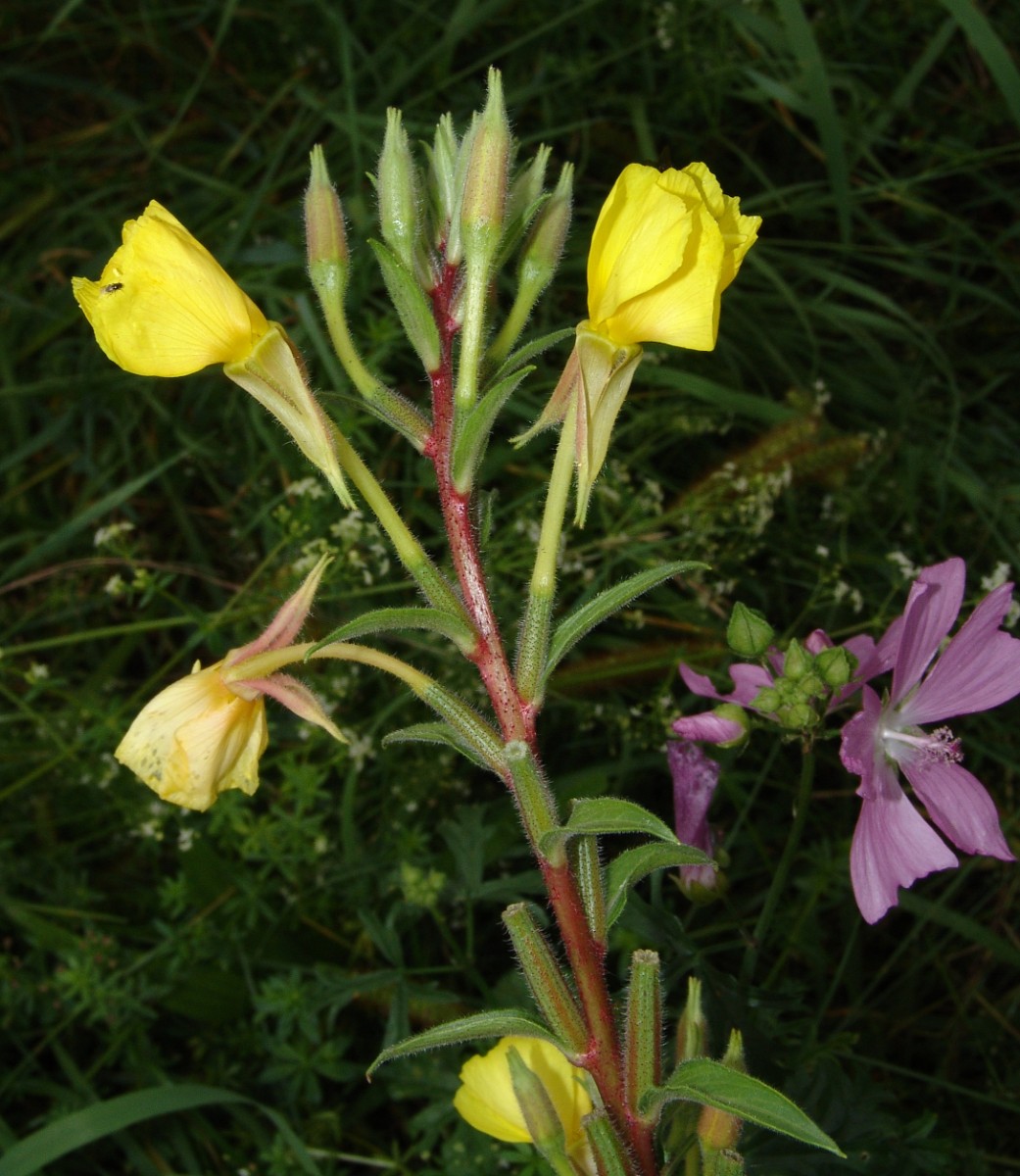 Oenothera ersteinensis 3 Kehl Neumühl G09.jpg