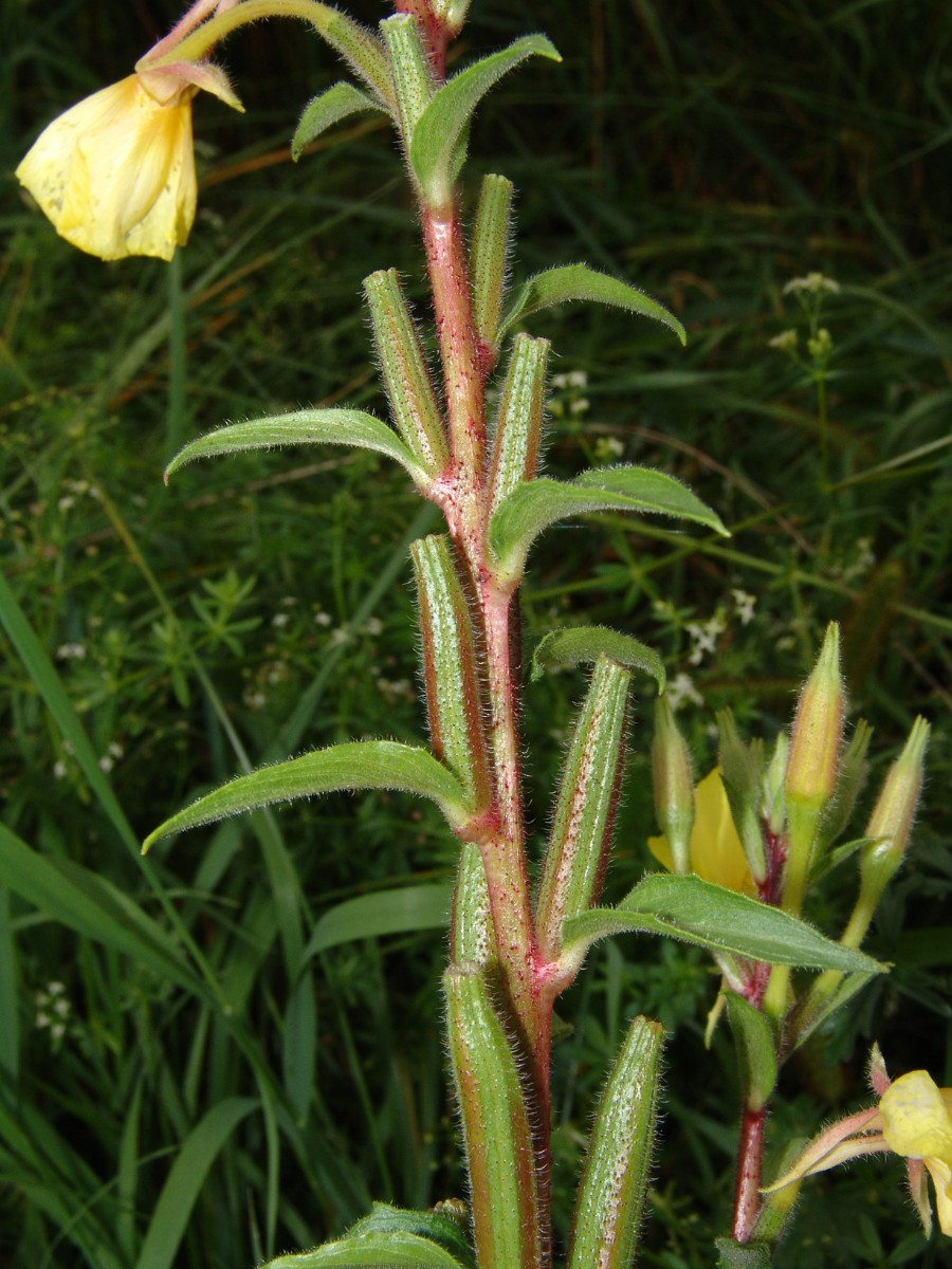 Oenothera ersteinensis 5 Kehl Neumühl G11.jpg