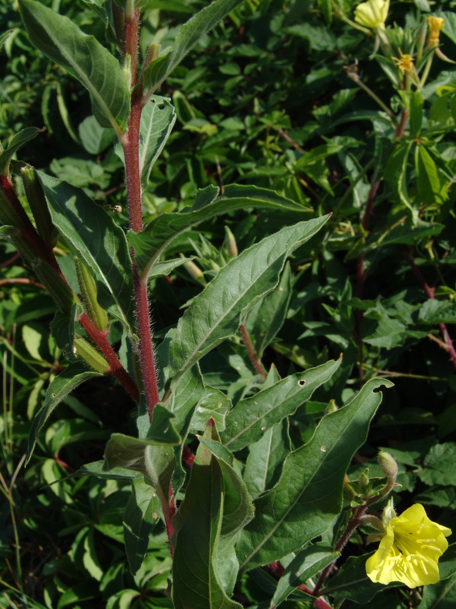 Oenothera ersteinensis 8 Ste-Marie-aux-Mines G6.jpg