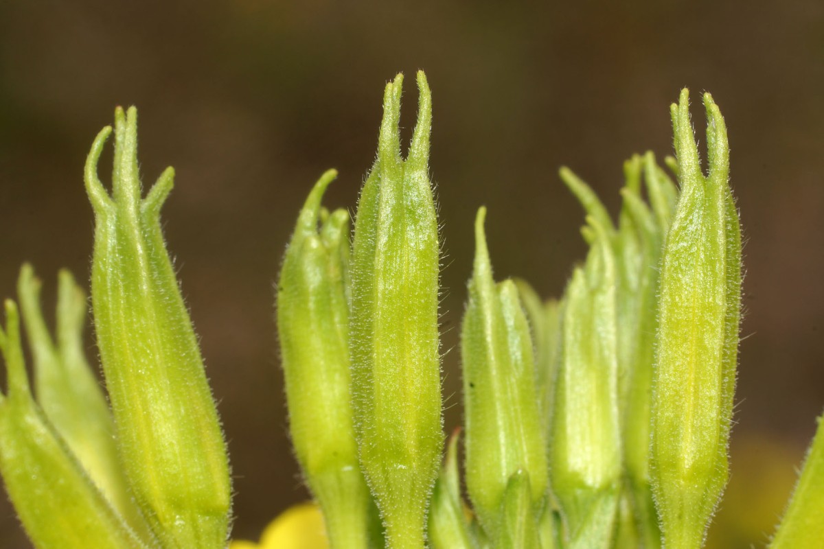 Oenothera subterminalis Mittweida GEFD 2018 Karl Heyde 03.jpg
