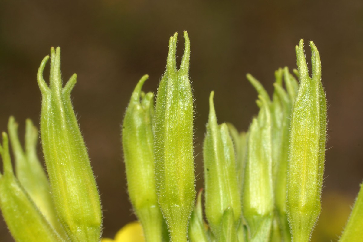 Oenothera subterminalis Mittweida GEFD 2018 Karl Heyde 03.jpg