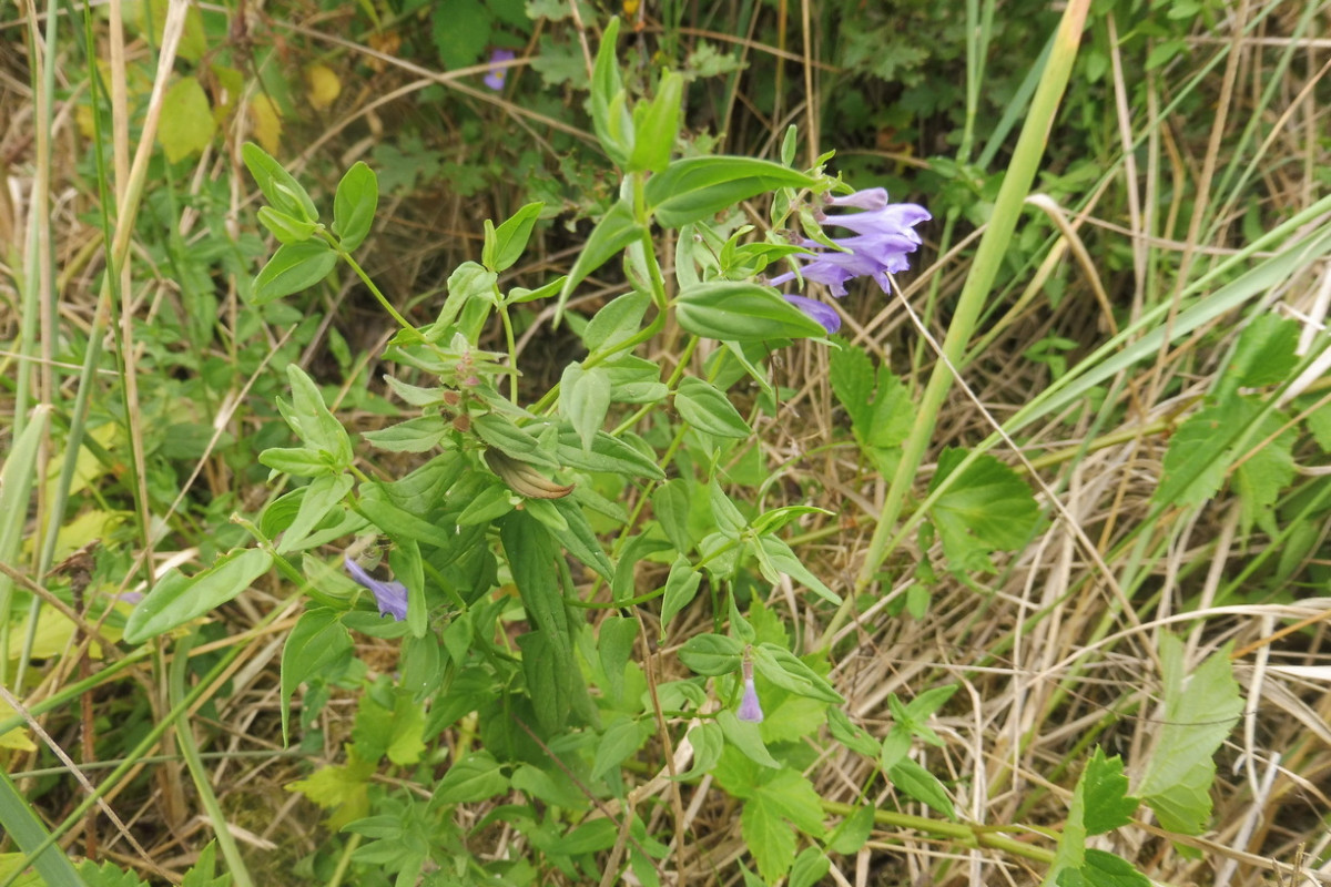 Scutellaria hastifolia Spießblättriges Helmkraut 1.JPG