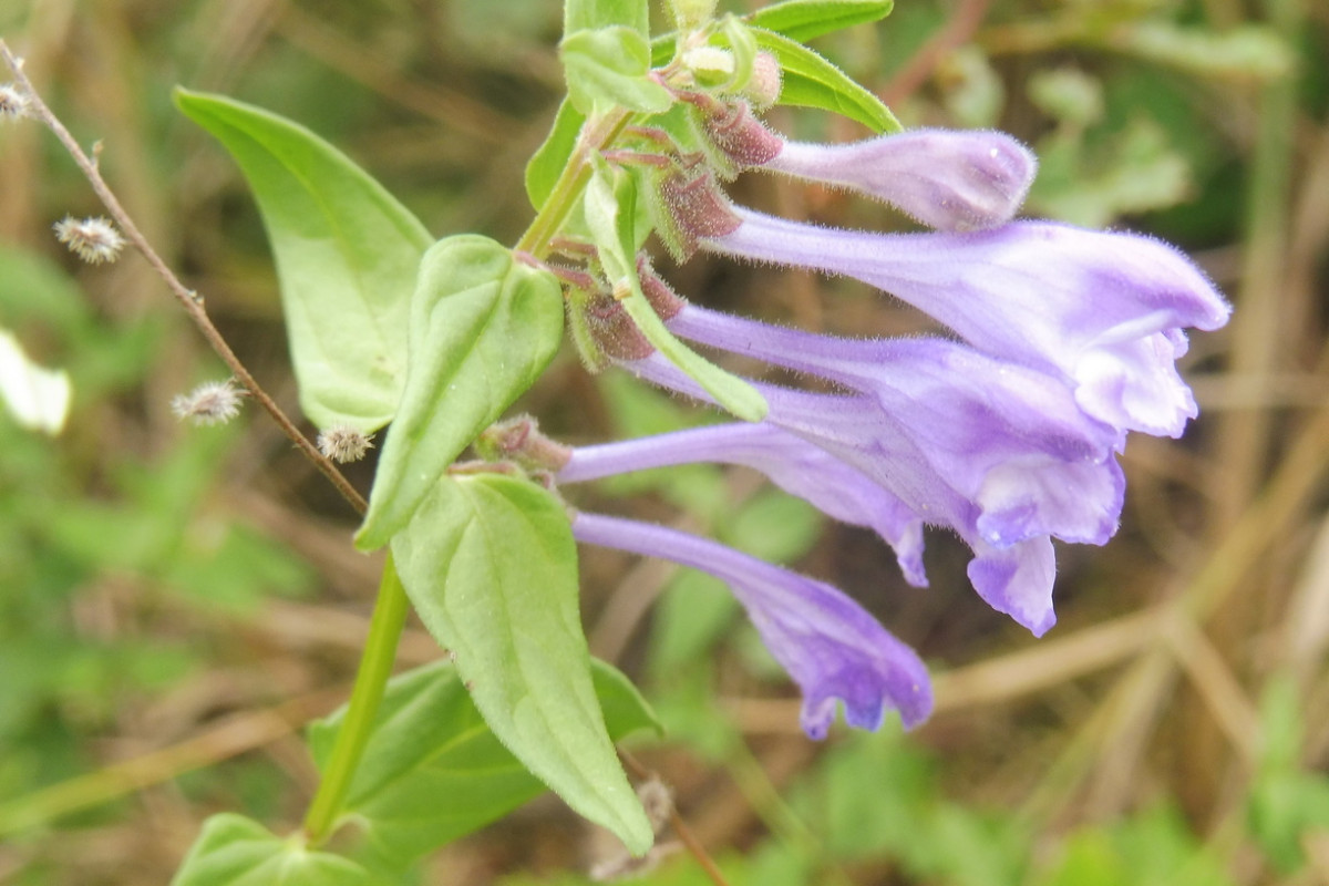 Scutellaria hastifolia Spießblättriges Helmkraut 2.JPG