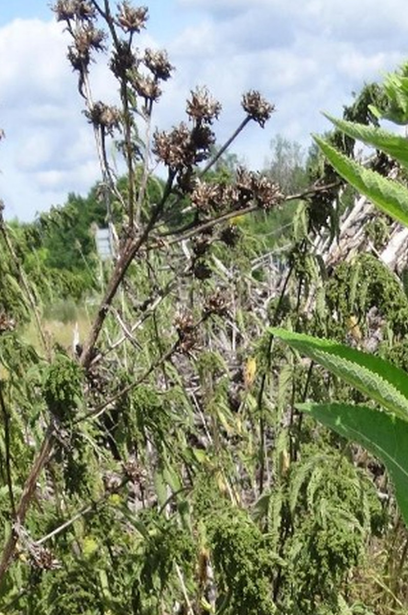 Inula Jochen Ausschnitt 768x1200.jpg