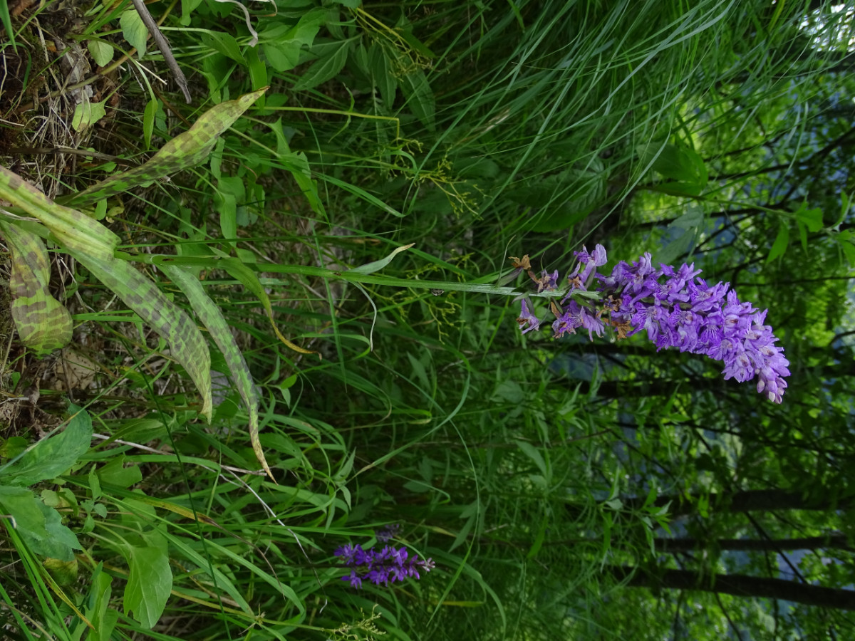 Dactylorhiza saccifera.JPG