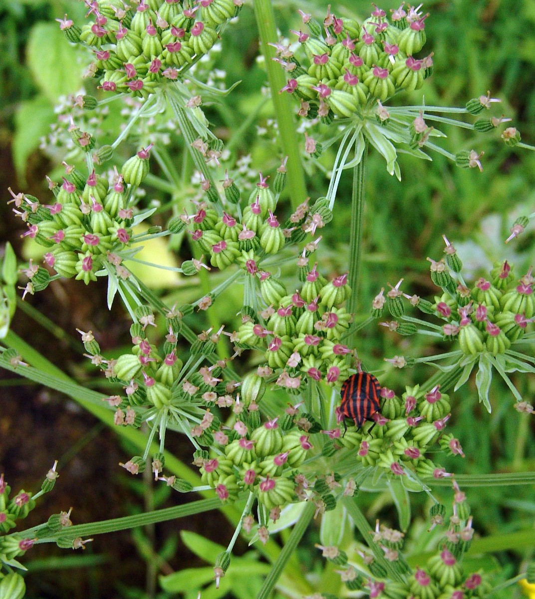 Pleurospermum austriacum yy APIAC BotTu G21.jpg