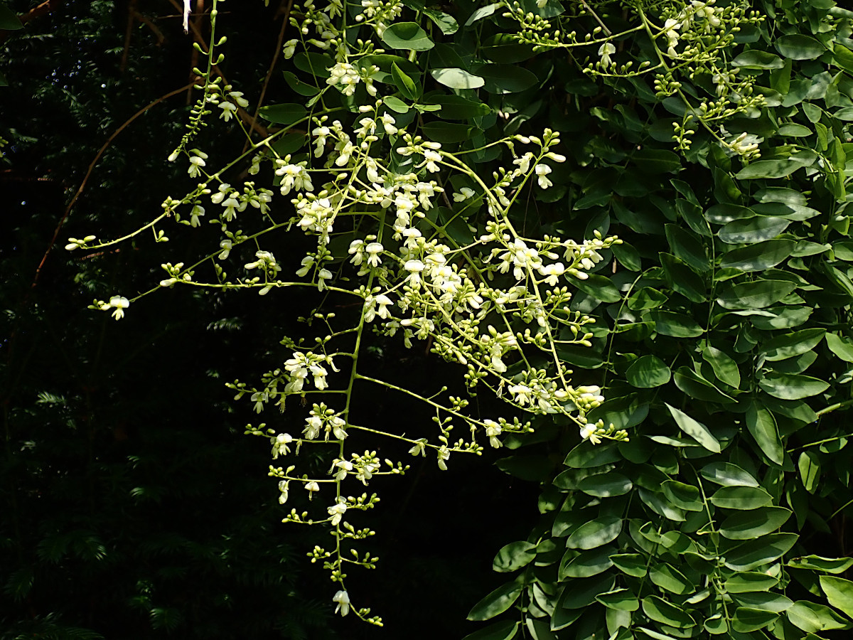 Styphnolobium japonicum-a_Hängeform_Blüten_25-07-2022.jpg