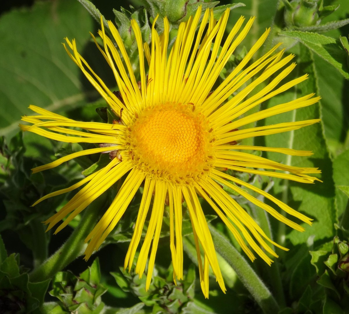 Blüte 7.5cm.JPG