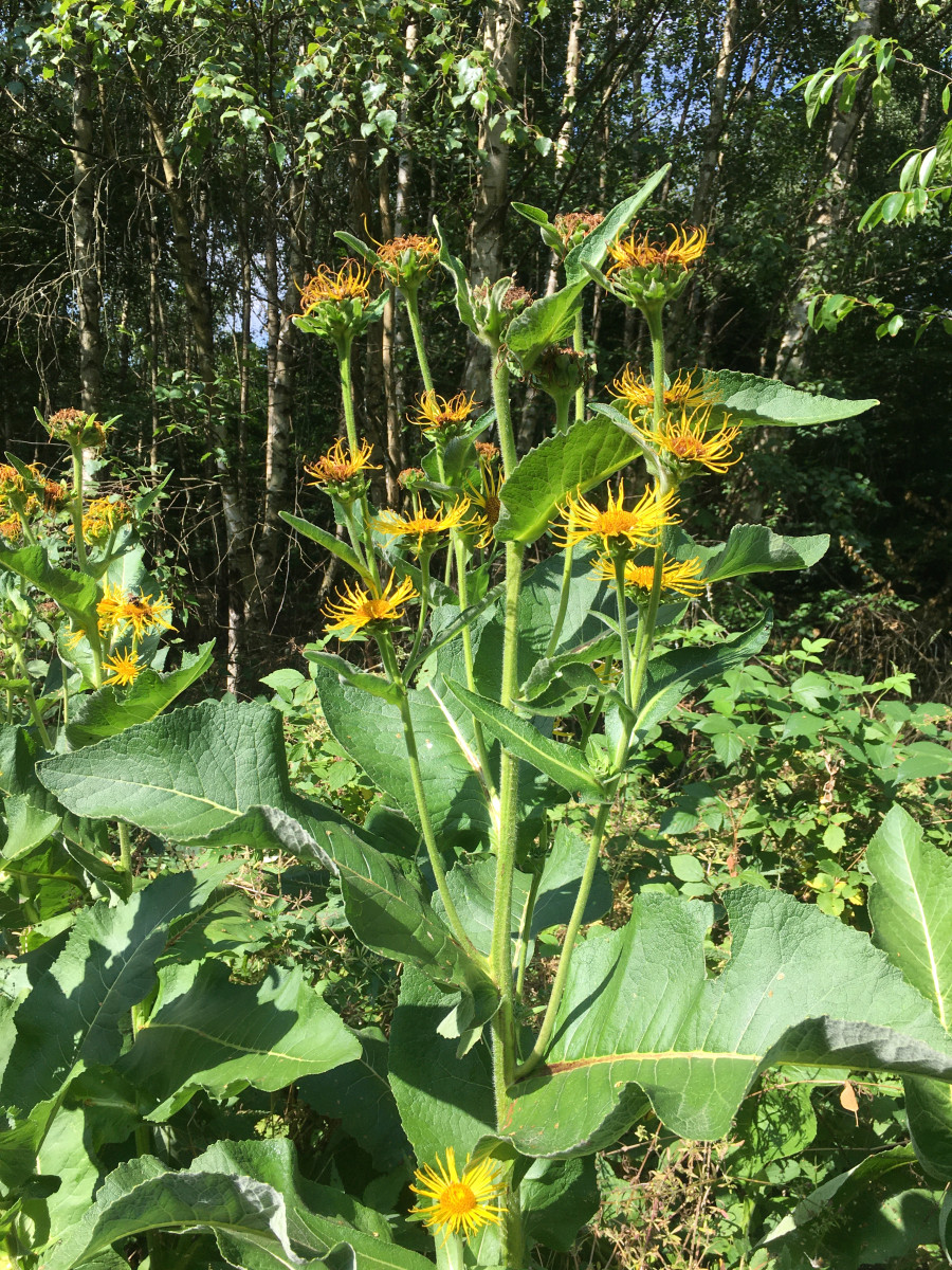 IMG_6714_Inula_helenium_900x1200.jpg