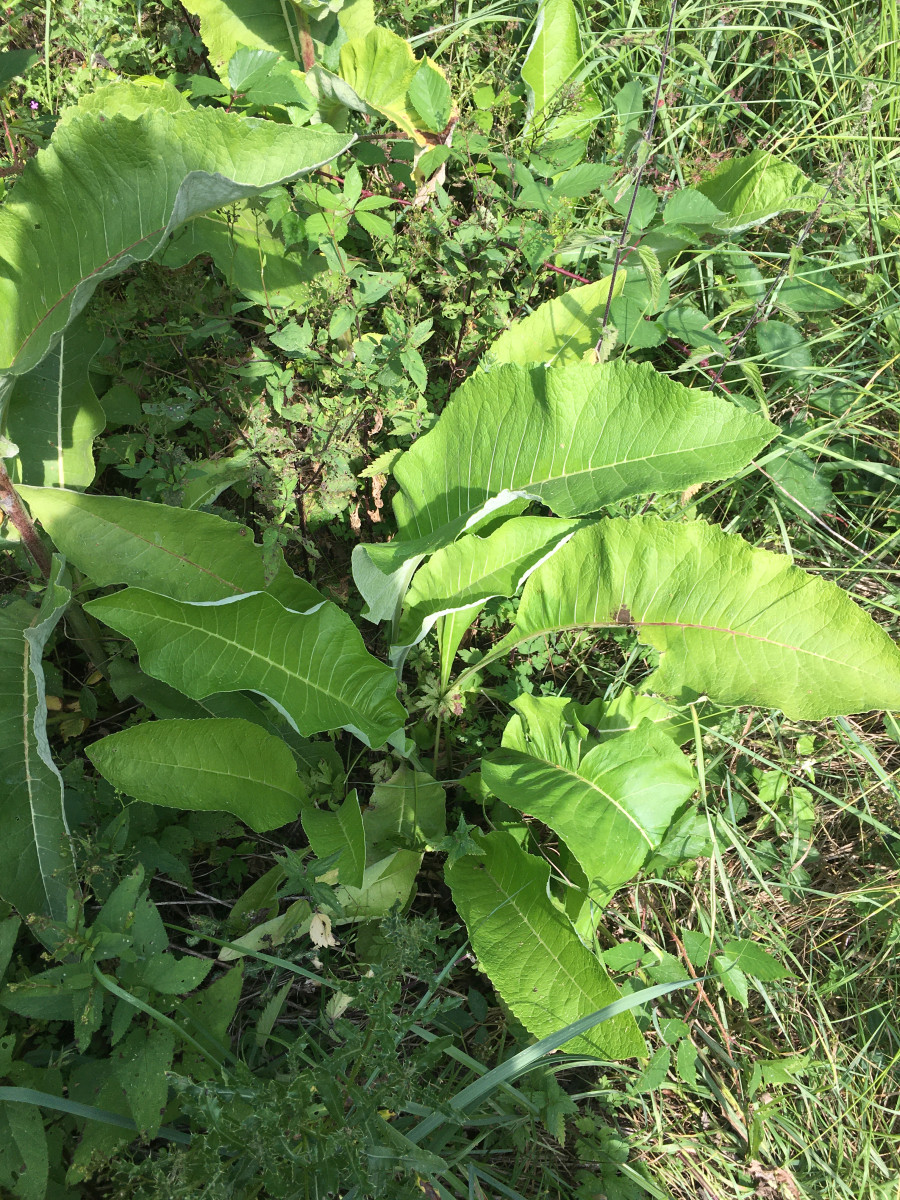 IMG_6728_Inula_helenium_Grundblätter_900x1200.jpg