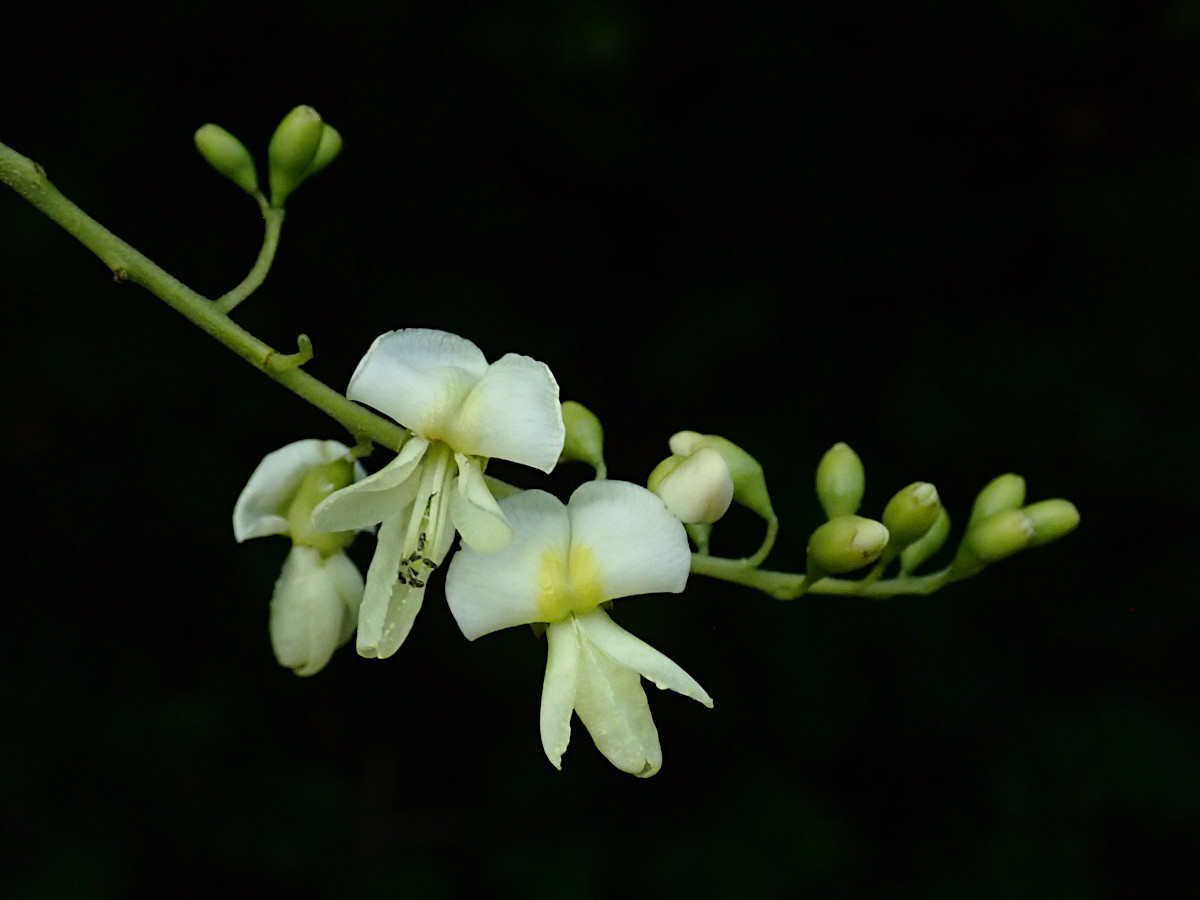 Styphnolobium japonicum-b_Blüten_07-2022.jpg