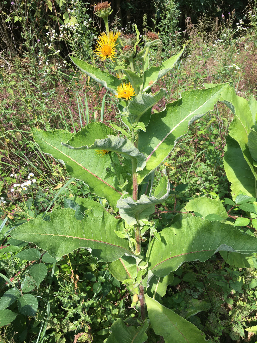 IMG_6729_Inula_helenium_Pflanze_900x1200.jpg