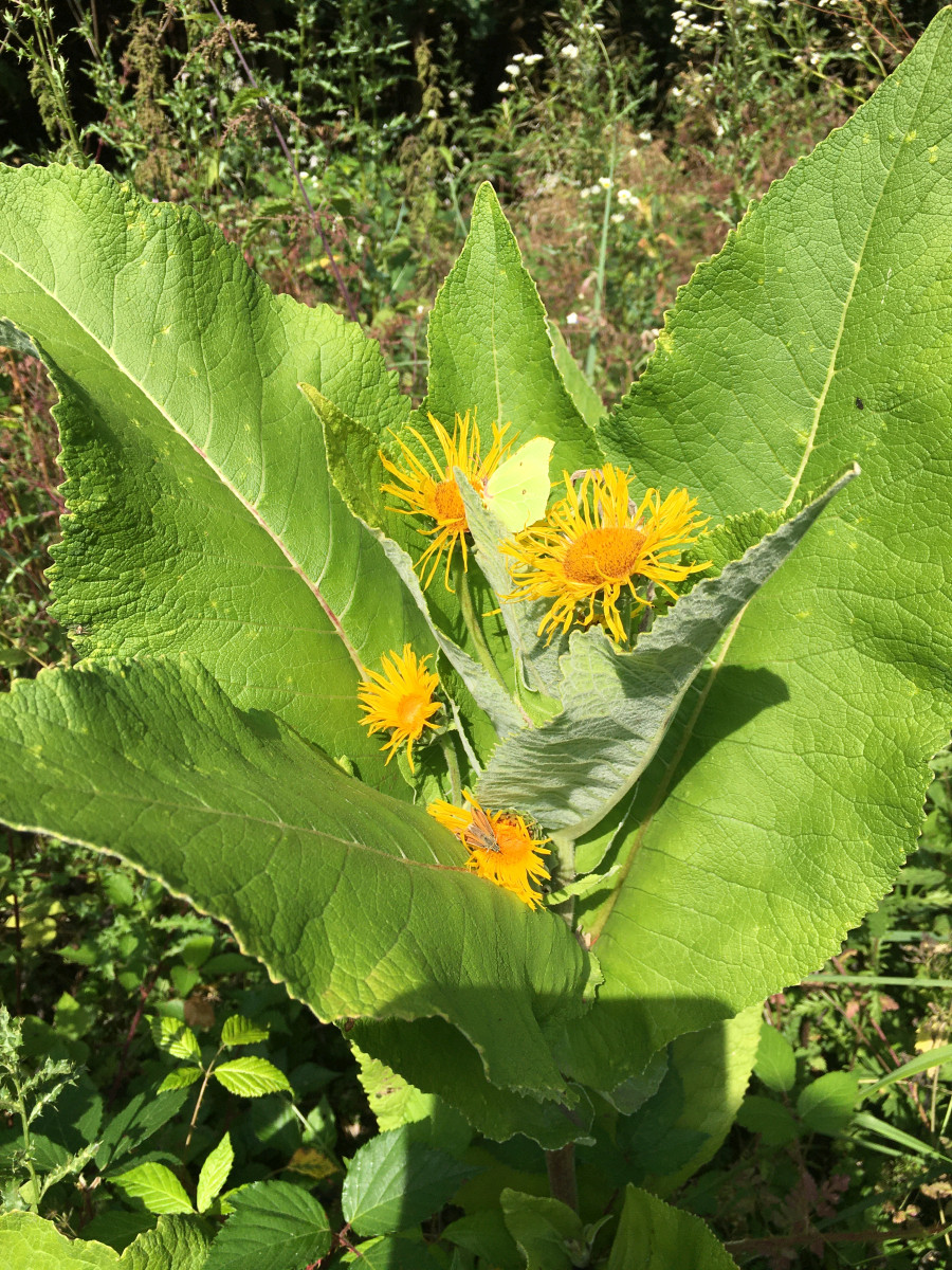 IMG_6731_Inula_helenium_Pflanze2_900x1200.jpg