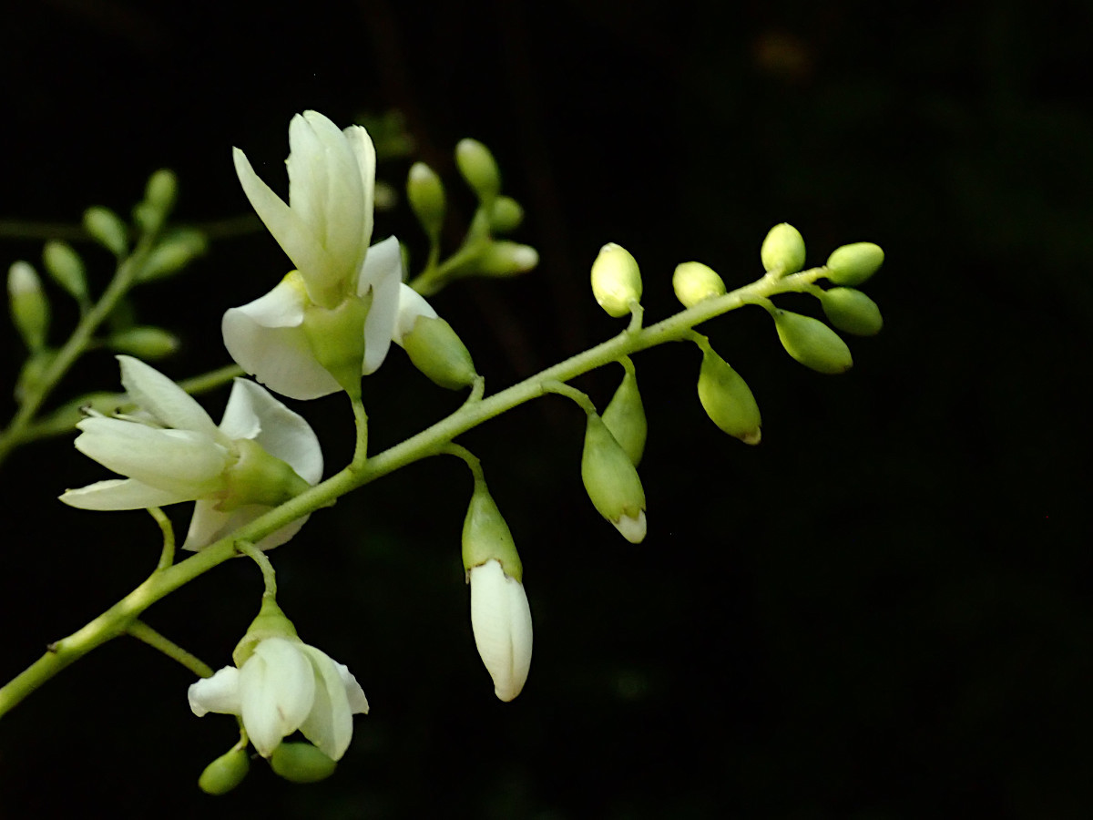 Styphnolobium japonicum-c_Blüten_07-2022.jpg
