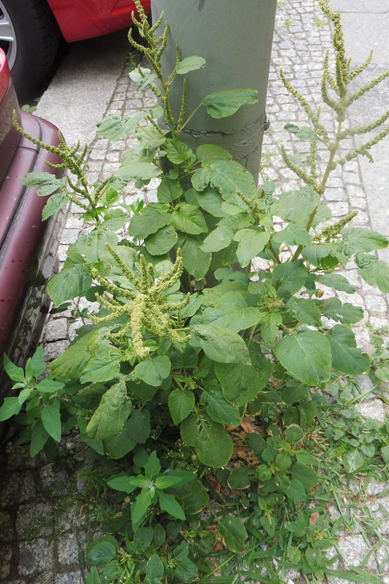 Amaranthus viridis 1.JPG