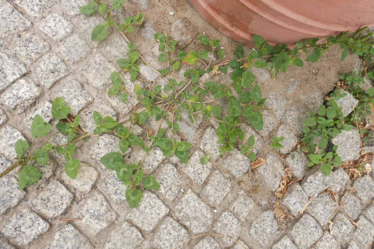 Amaranthus viridis 2.JPG
