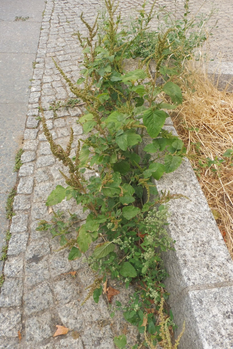 Amaranthus viridis 3.JPG