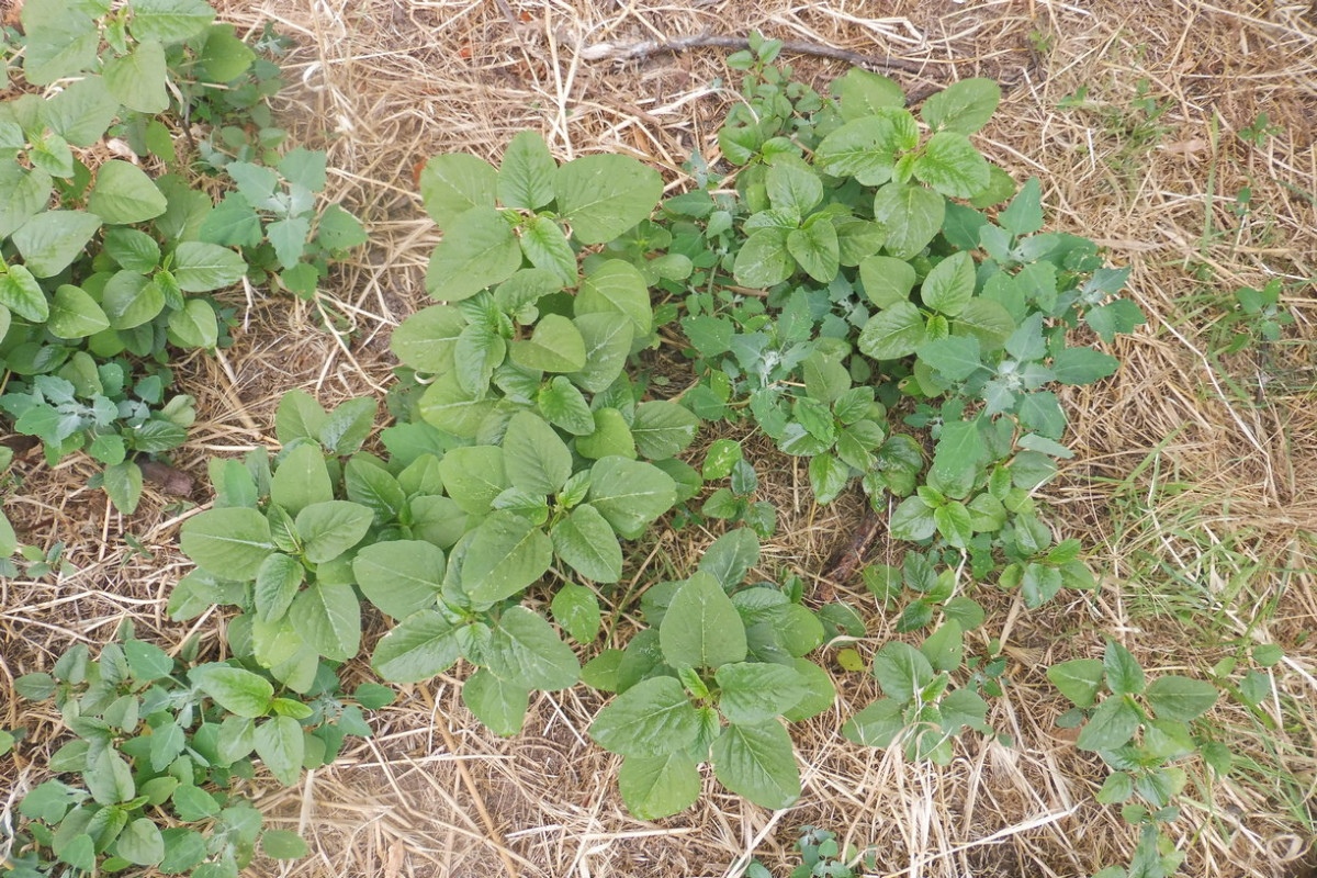 Amaranthus viridis 4.JPG