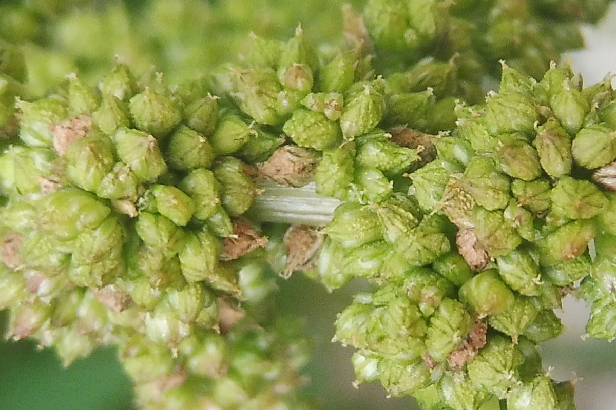 Amaranthus viridis 5.JPG