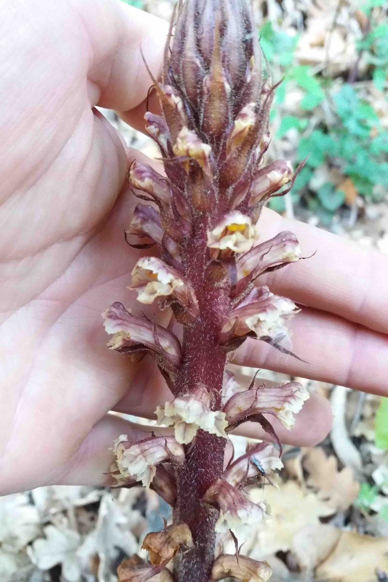 orobanche.jpg