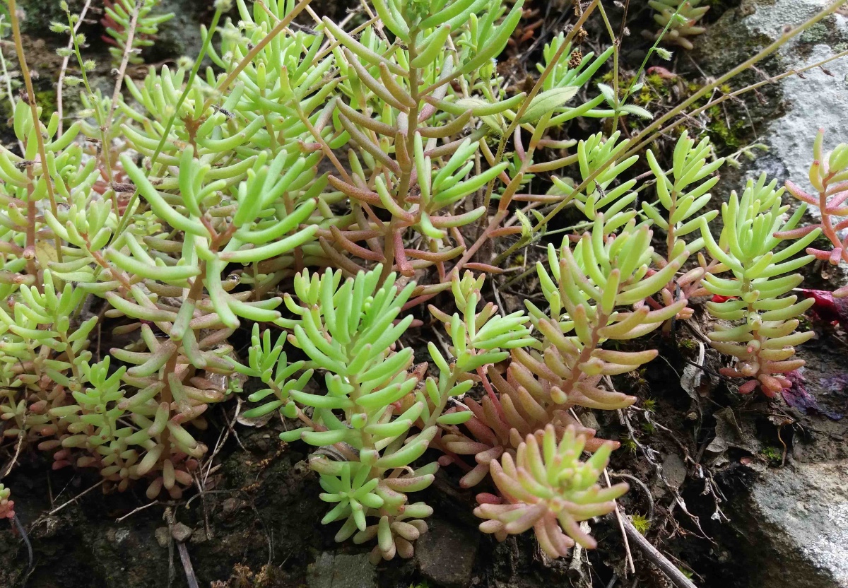 sedum.jpg