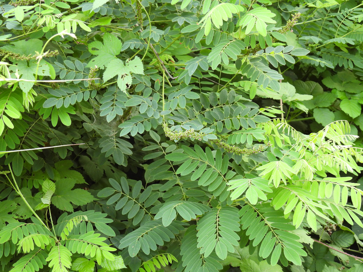 DSCN9396.JPG