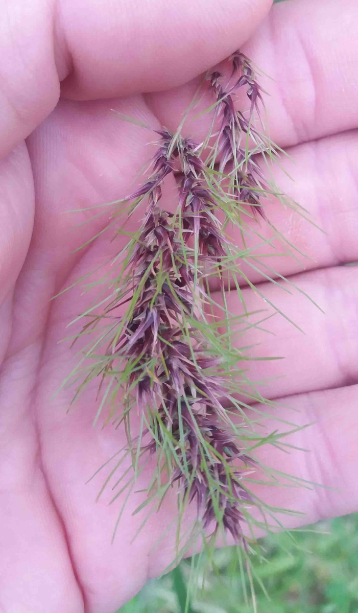 poa bulbosa.jpg