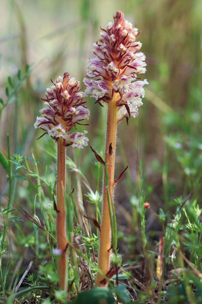 Orobanche_crenata_2517.jpg
