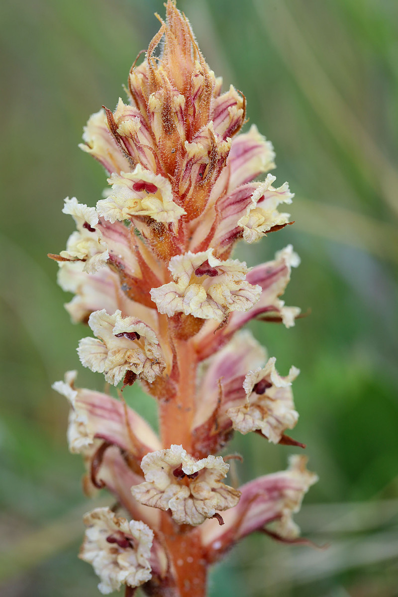 Orobanche_crenata_7483.jpg