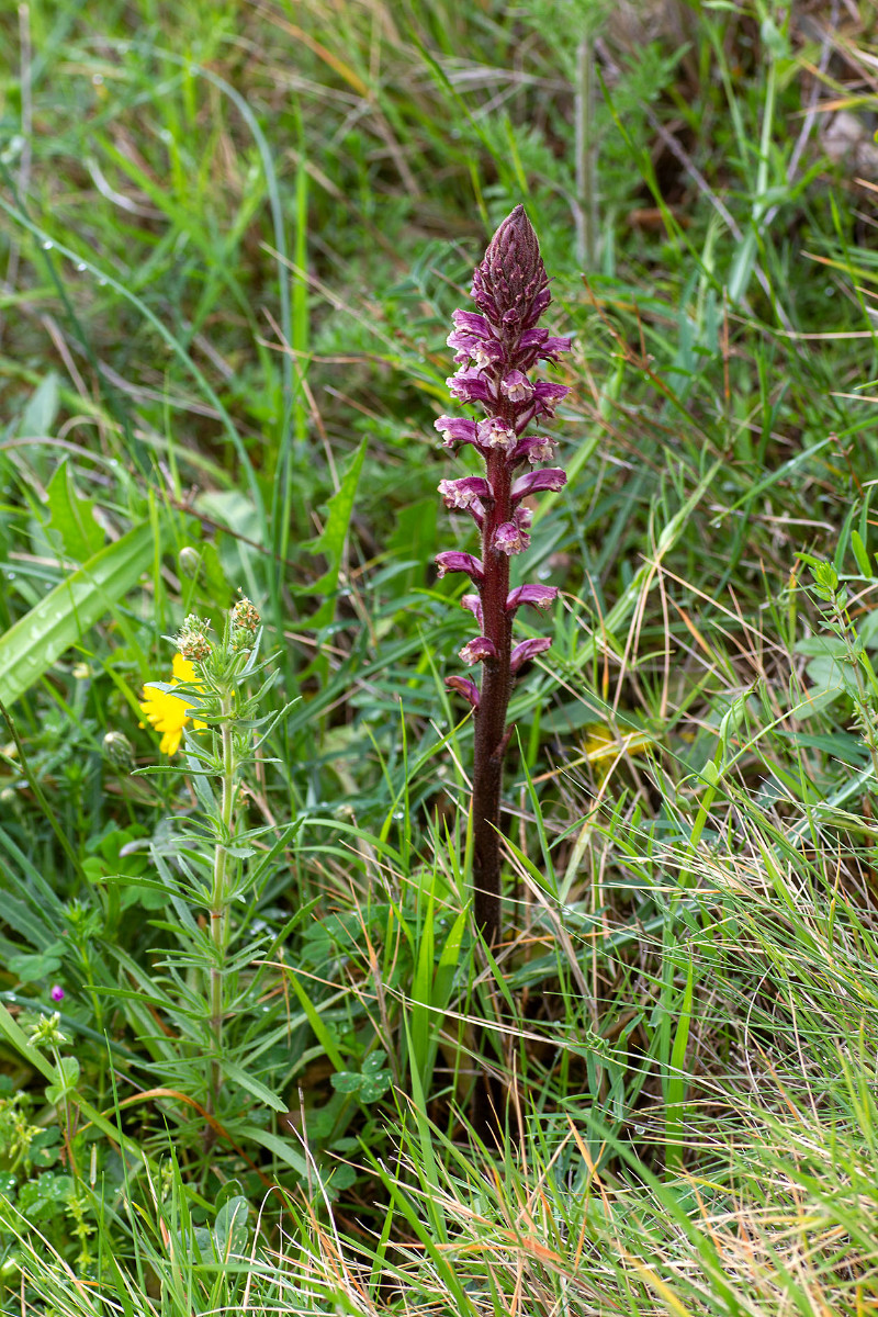 Begleitflora_Orobanche_Fragezeichen_IMG_3938.jpg