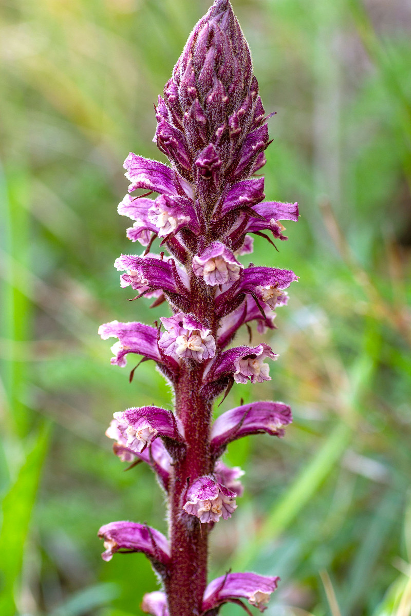 Begleitflora_Orobanche_Fragezeichen_IMG_3941.jpg