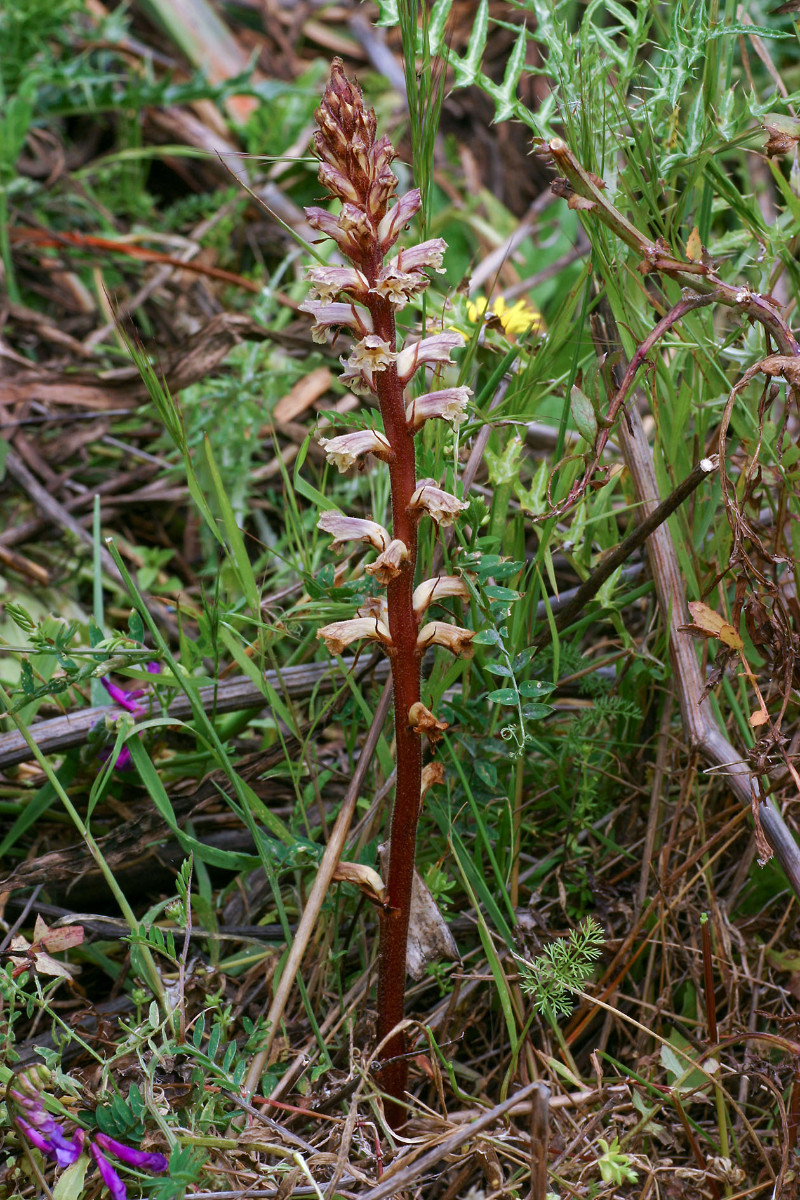 Orobanche_minor_Kleine_Sommerwurz_9772.jpg