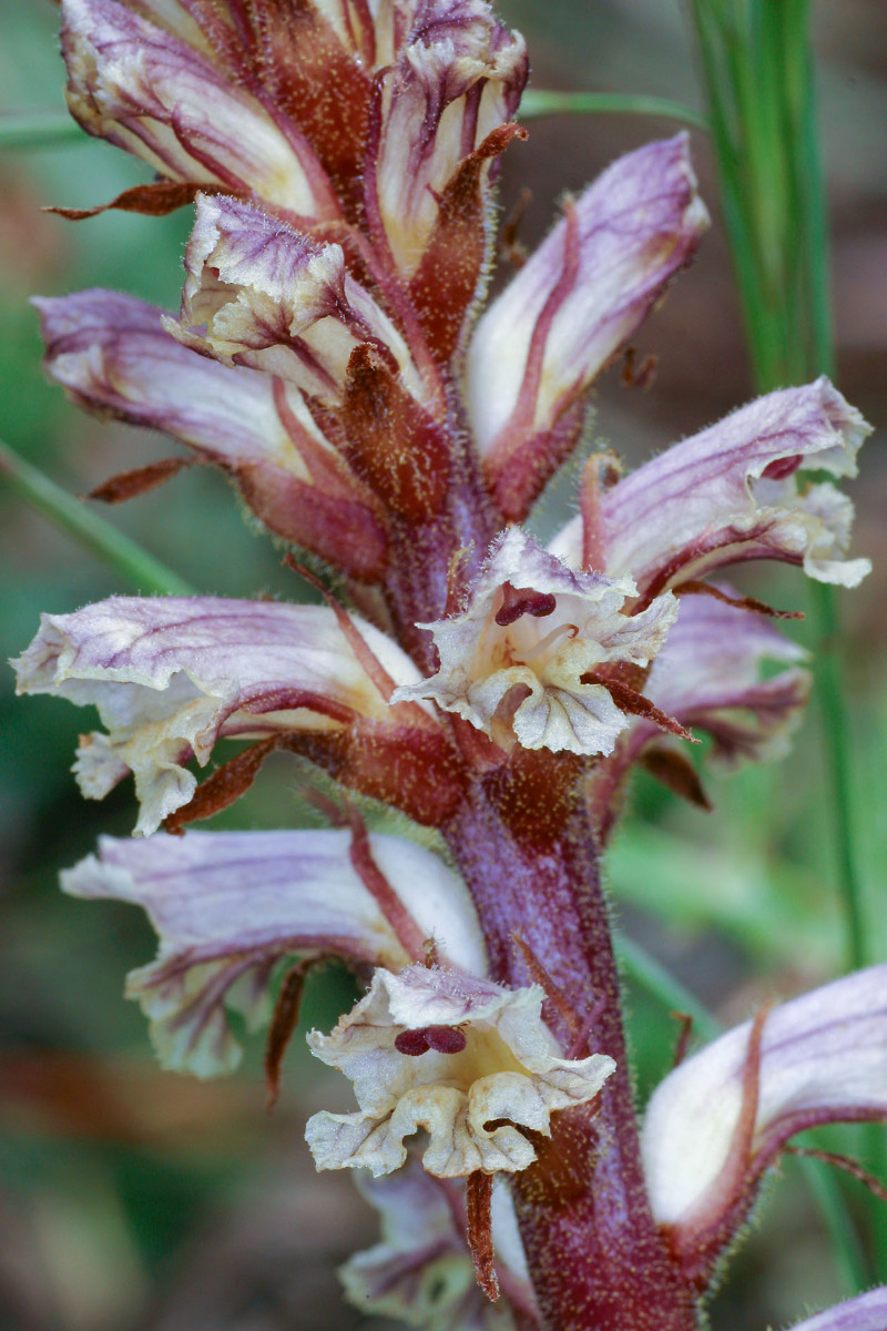 Orobanche_minor_Kleine_Sommerwurz_9774.jpg