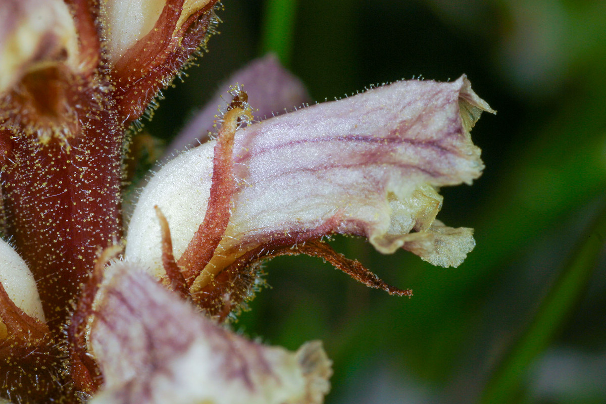 Orobanche_minor_Kleine_Sommerwurz_9779.jpg