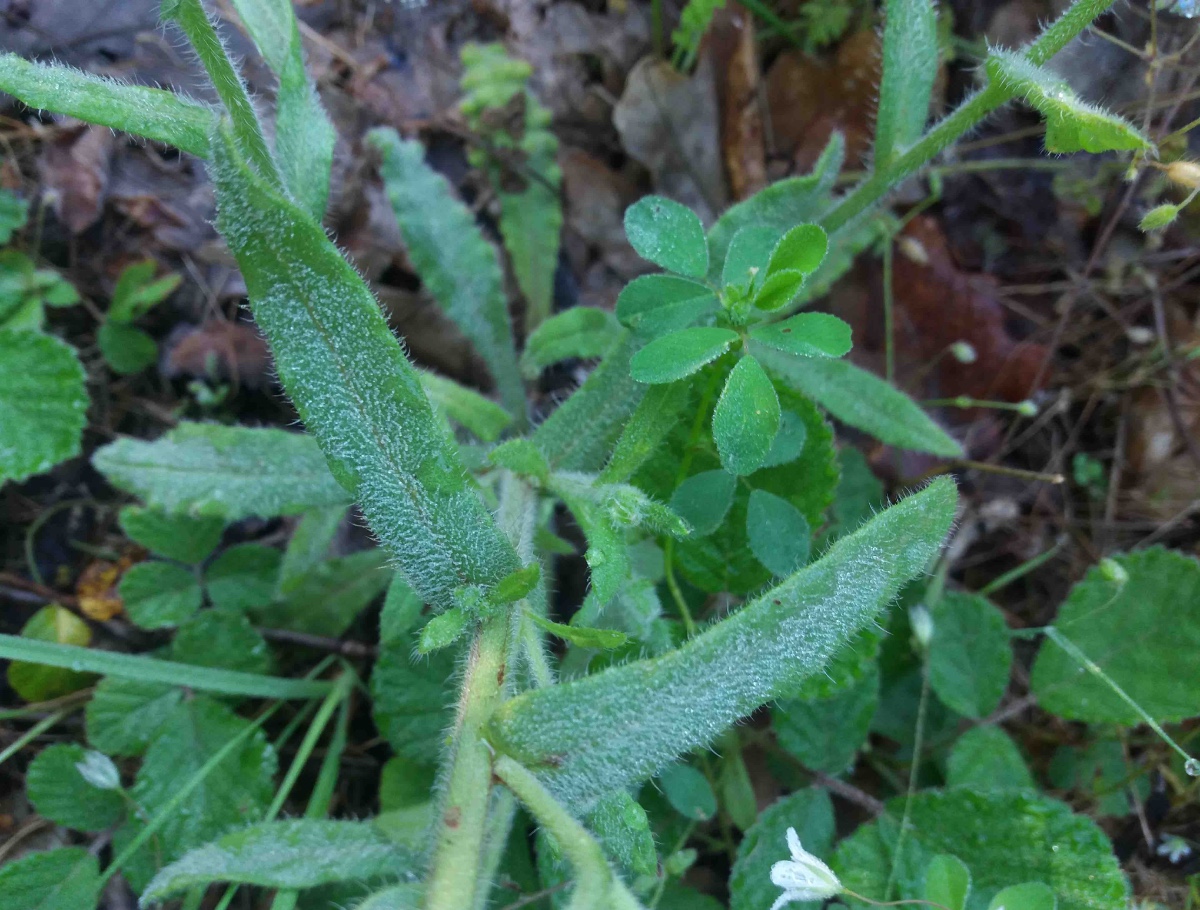 anchusa1.jpg