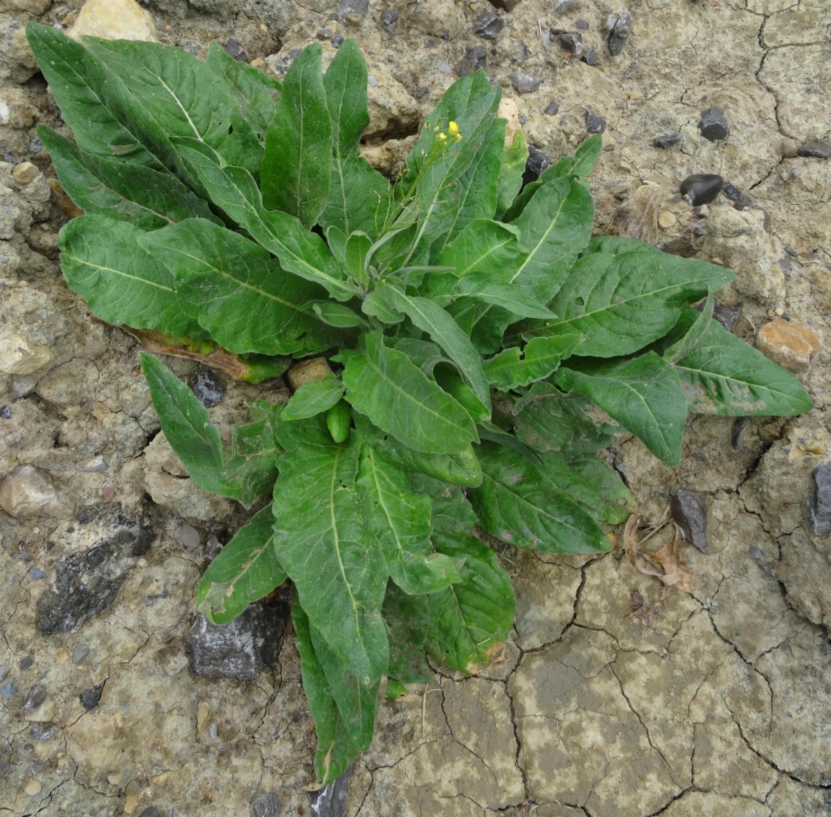 (1) Habitus.JPG