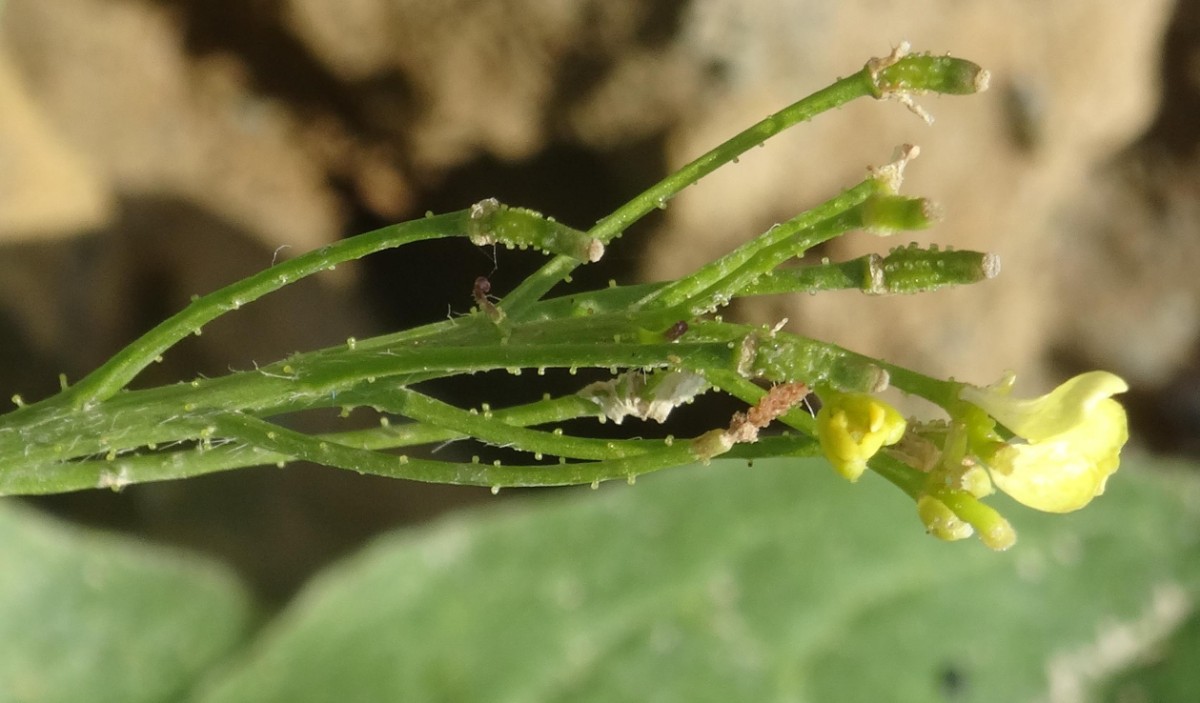 (3) Blüte und Schötchen.JPG