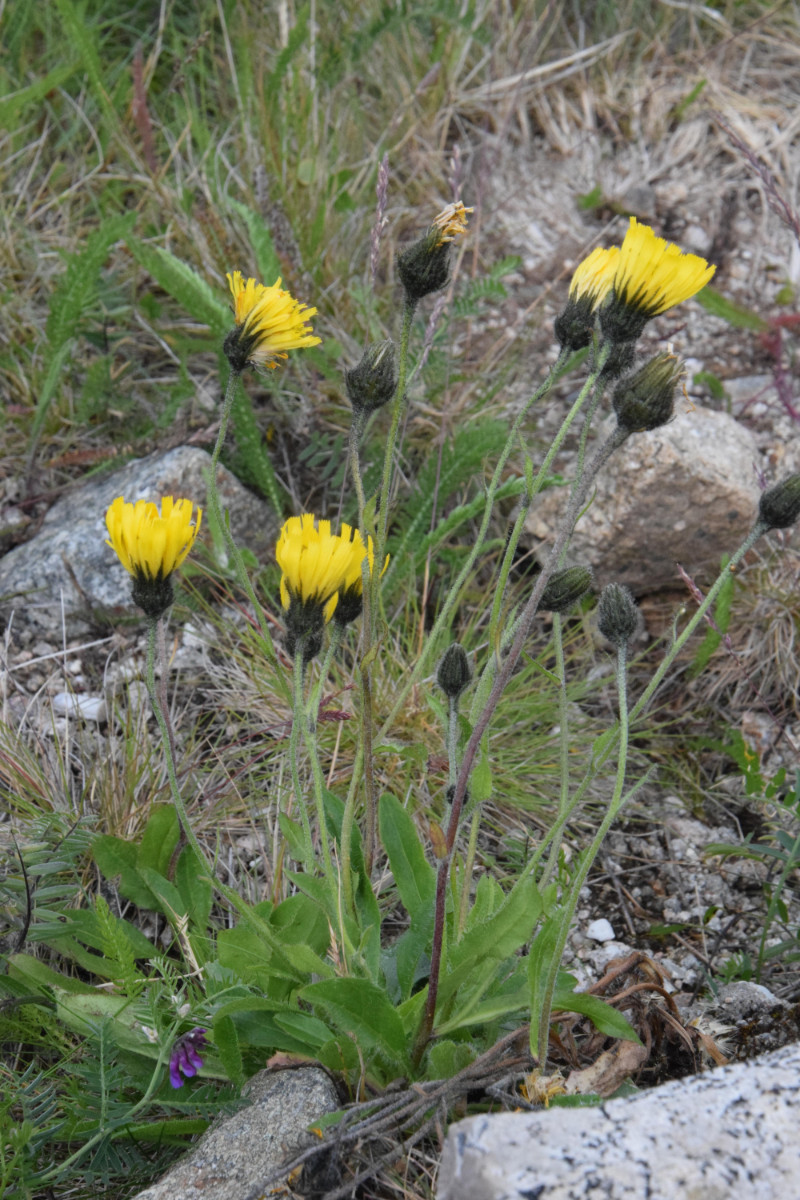 DSC_1455.JPG