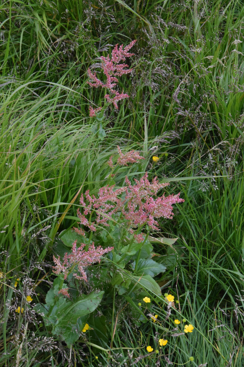 DSC_1387.JPG