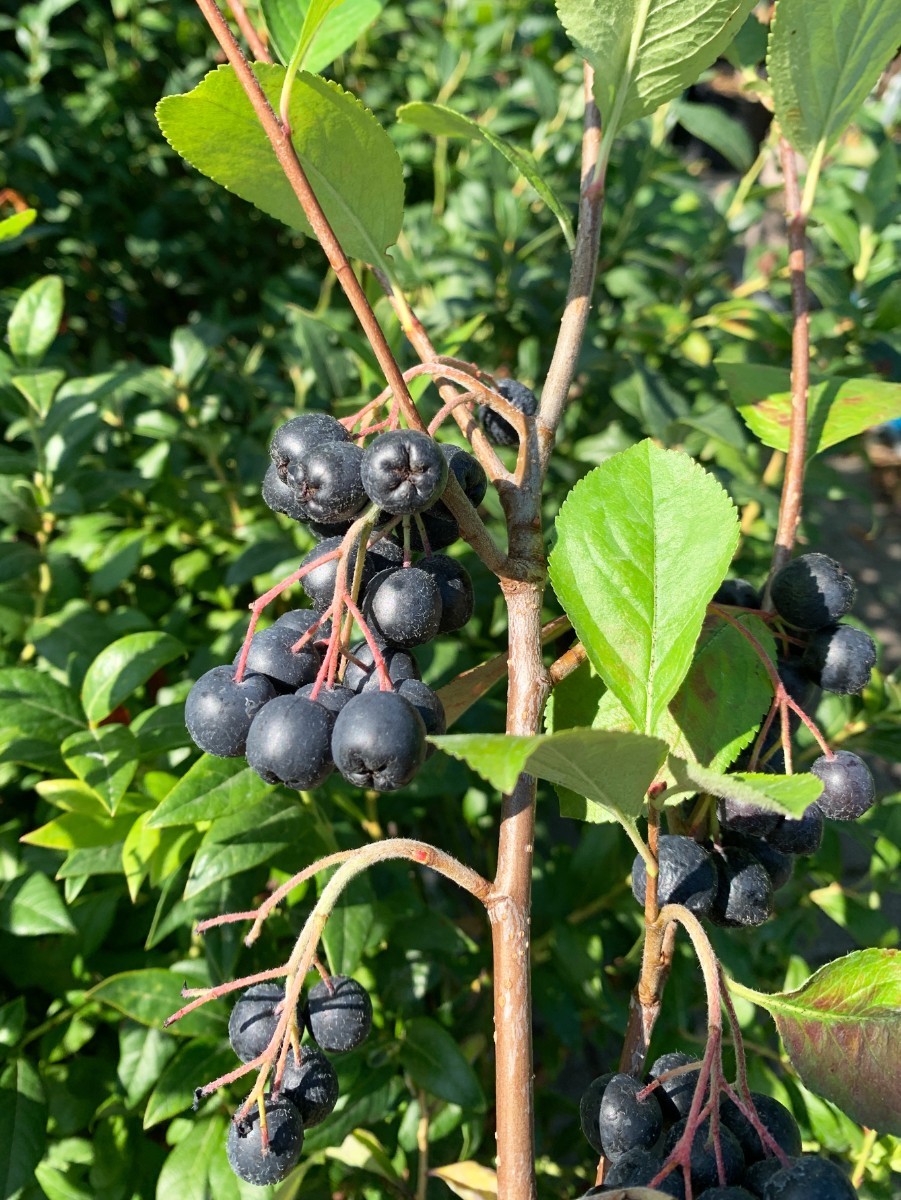 Aronia x floribunda Heckert I1.JPG