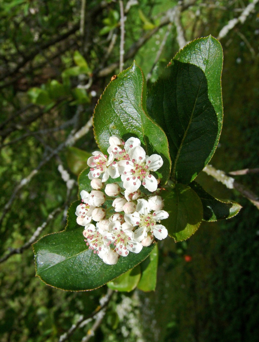 Aronia x floribunda y (Aronia prunifolia) BotMz G6.jpg