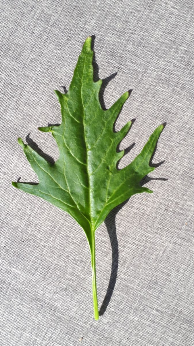 Atriplex cf Chenopodium cf_small.jpg