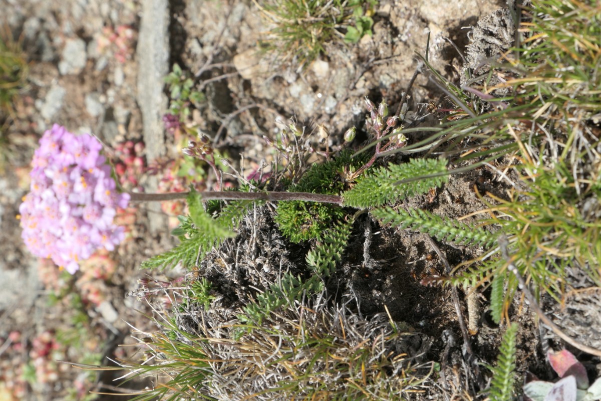 Visperterm-Giw 2023-07-28 (130).JPG