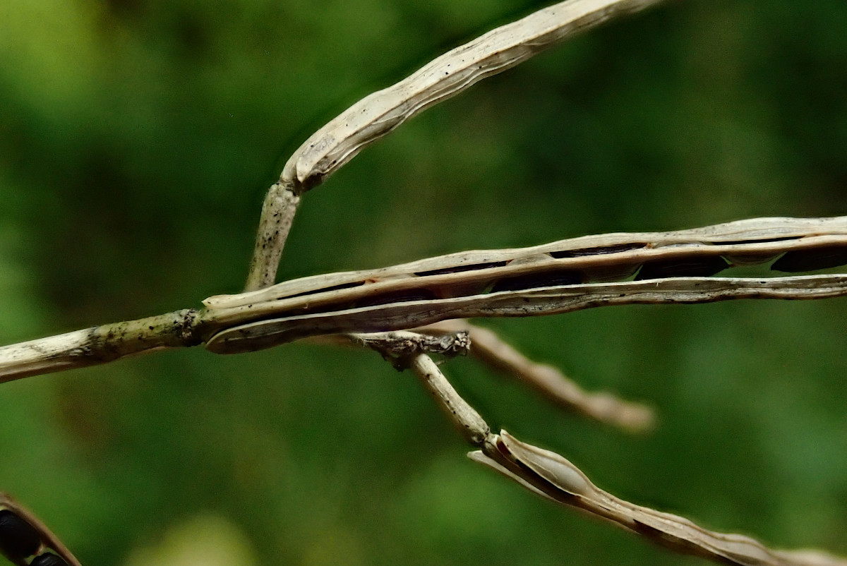 Alliaria petiolata-a_07-2023.jpg