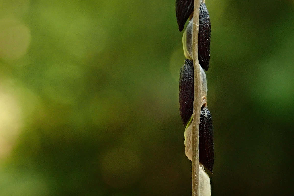 Alliaria petiolata-d_07-2023.jpg