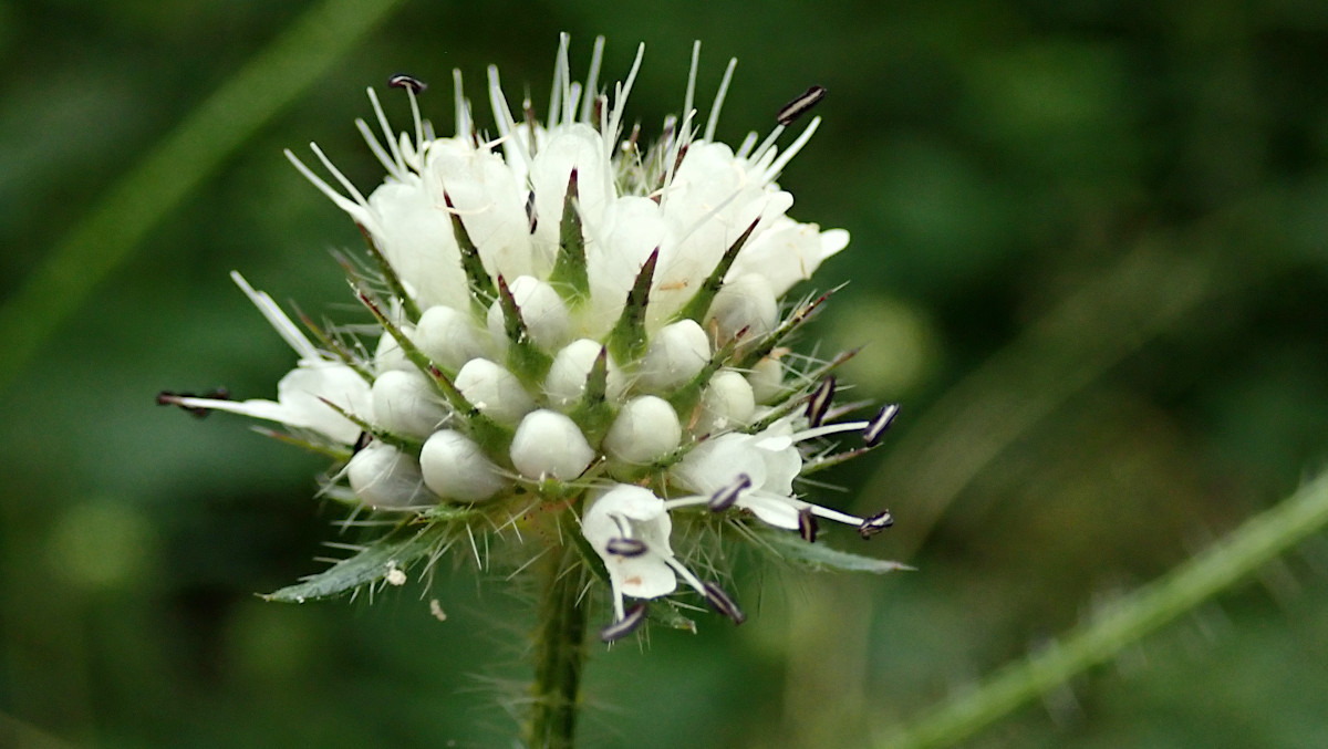 Dipsacus pilosus-a_07-2023.jpg