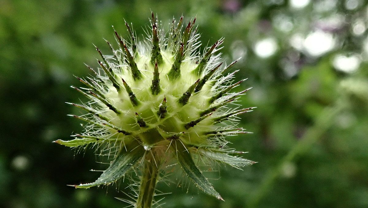 Dipsacus pilosus-b_07-2023.jpg