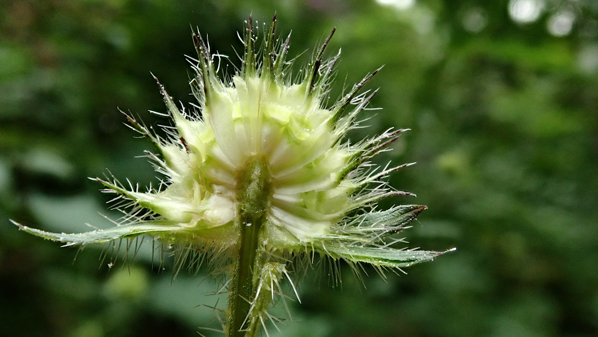 Dipsacus pilosus-c_07-2023.jpg