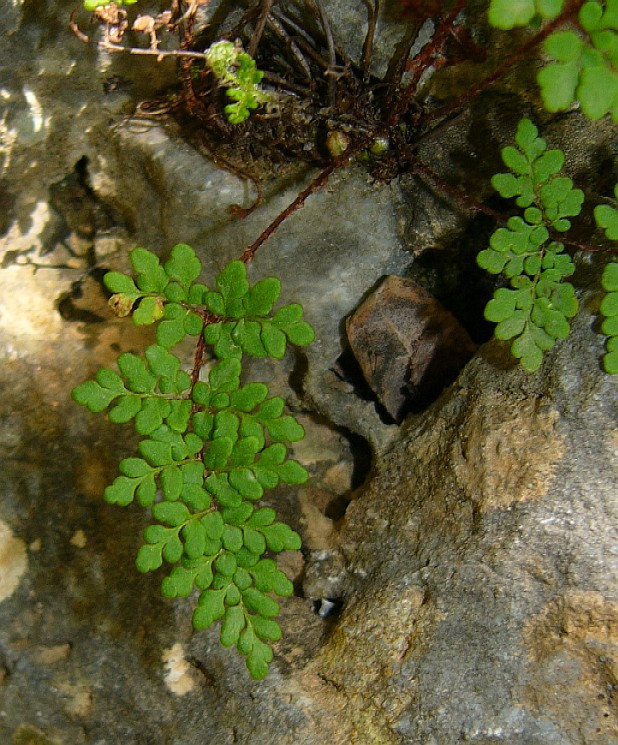P1120548_t.jpg
